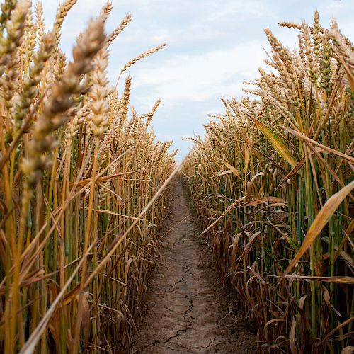 A cracked dirt path running through a field of tall, mature wheat plants under a partly cloudy sky.